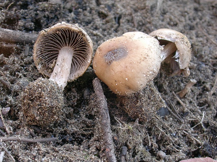 951 Marzo vecchio ritrovamento